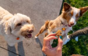 CBD Dog Treats