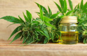 CBD Flower