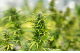 Know when Using a Hemp Flower?